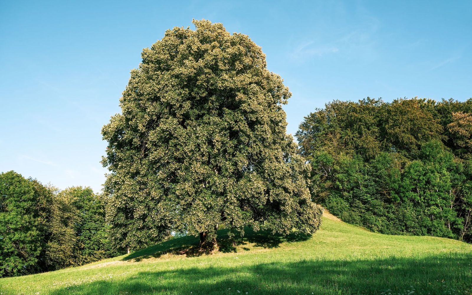 A large tree on a sunny green lawn